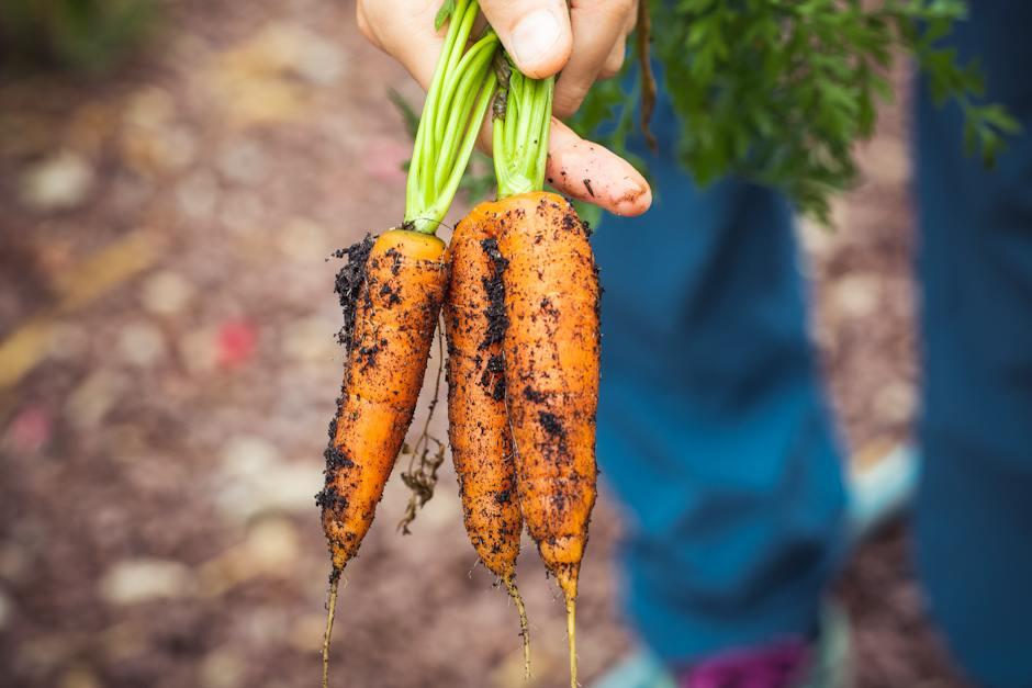 Heading 2: Harnessing the Power of Organic Ingredients in Your Kombucha Brew