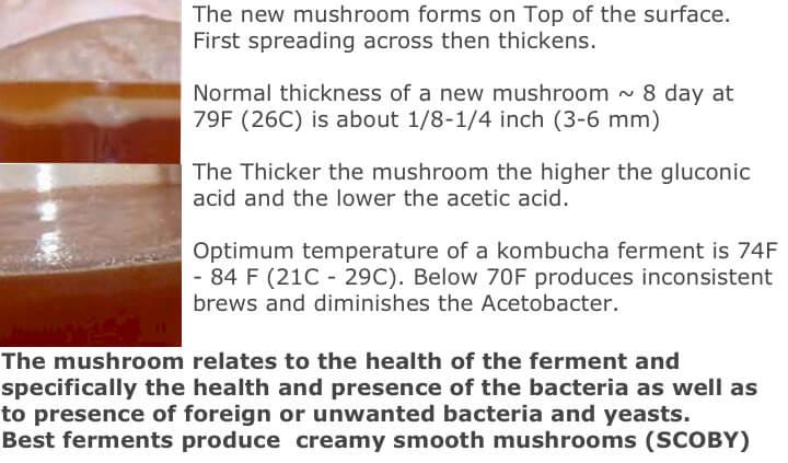 kombucha ph