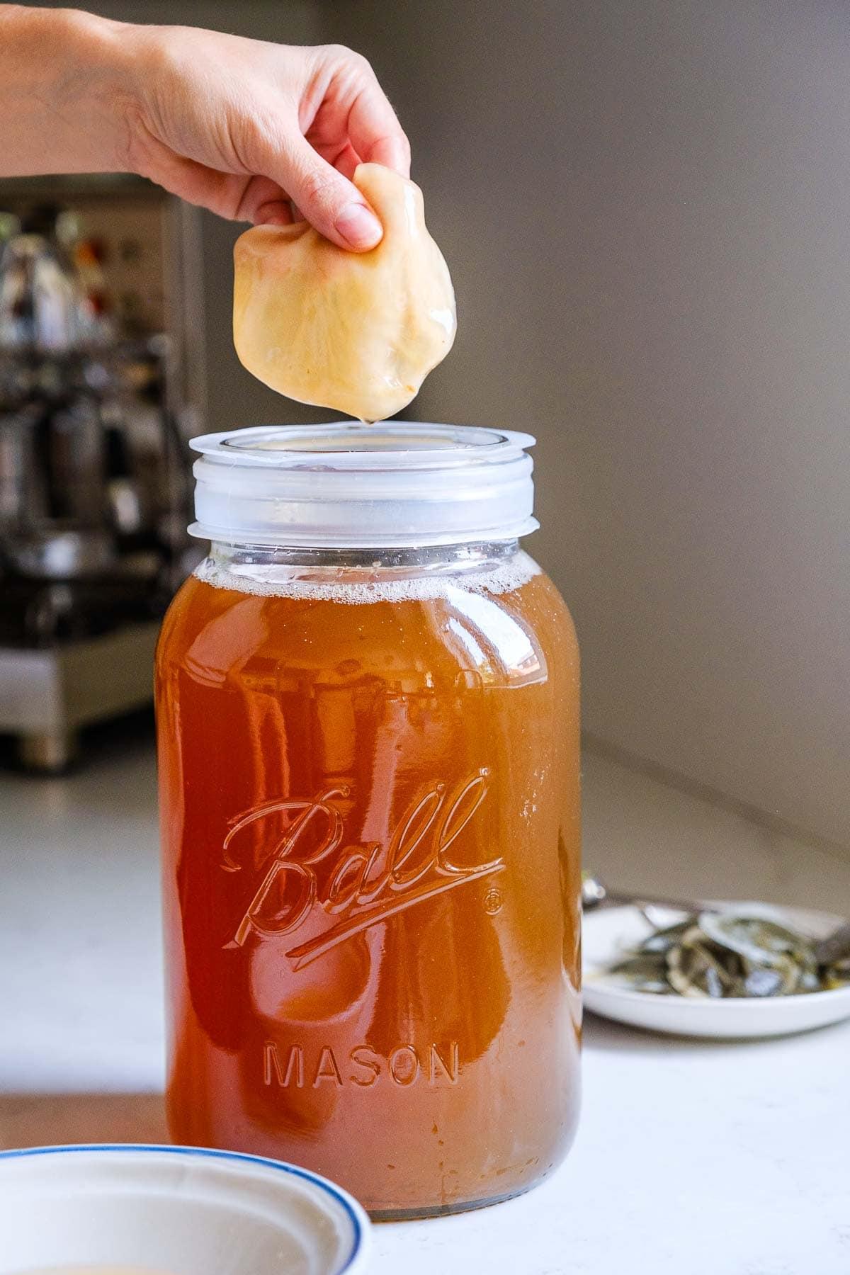 Insights into the Aesthetic Appeal: What Kombucha Looks Like Up Close