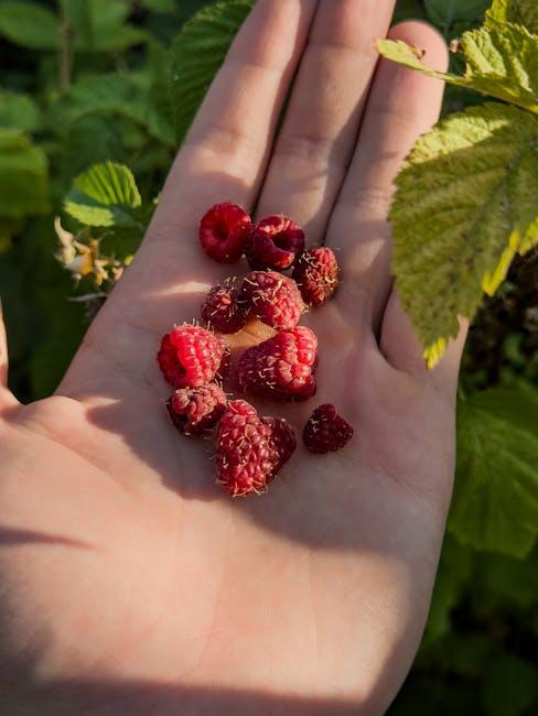 Health Benefits of⁢ Kombucha:⁣ What the Research Shows
