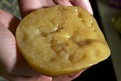 The Role of SCOBY in Kombucha Fermentation