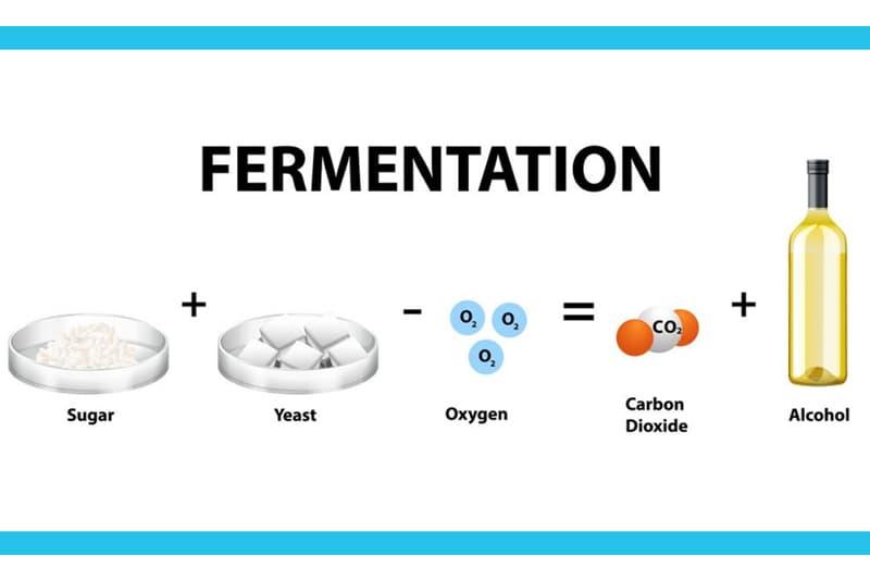 Understanding the Fermentation Process Behind Kombucha